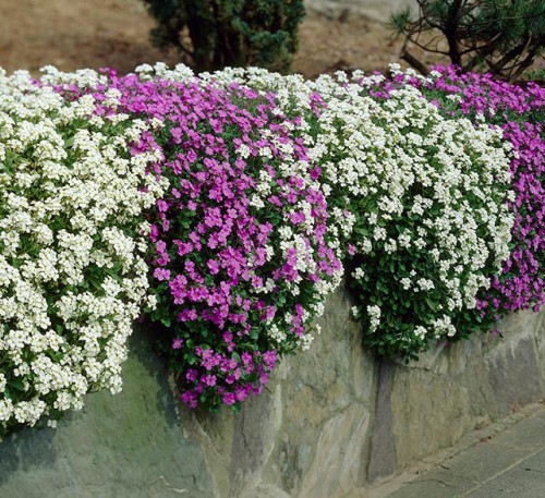 Aubrieta Mix  